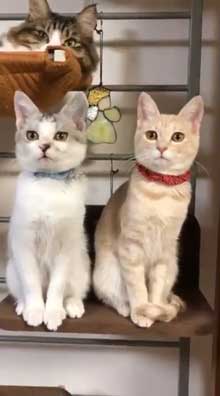 フルーツタルト 猫 フェリシモ猫部 クッション