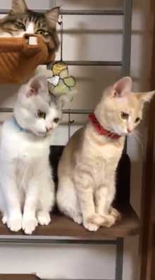 フルーツタルト 猫 フェリシモ猫部 クッション