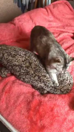 猫 京都水族館 オオサンショウウオ ぬいぐるみ フミフミ