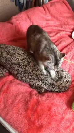 猫 京都水族館 オオサンショウウオ ぬいぐるみ フミフミ