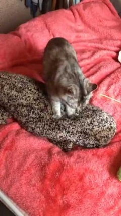 猫 京都水族館 オオサンショウウオ ぬいぐるみ フミフミ