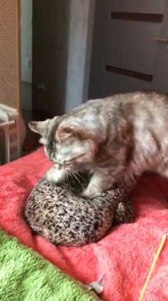 猫 京都水族館 オオサンショウウオ ぬいぐるみ フミフミ