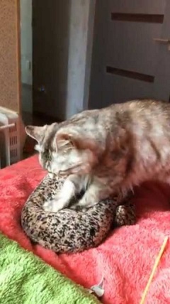 猫 京都水族館 オオサンショウウオ ぬいぐるみ フミフミ