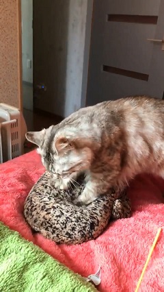 猫 京都水族館 オオサンショウウオ ぬいぐるみ フミフミ