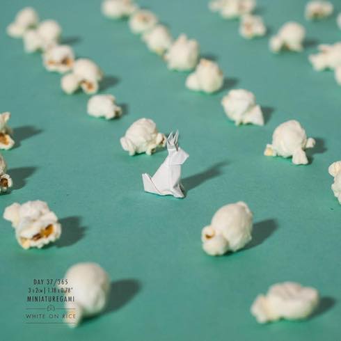 ポップコーンとウサギの写真