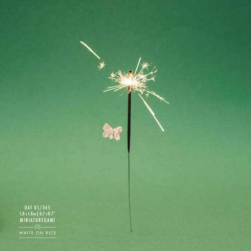 花火と蛾の写真