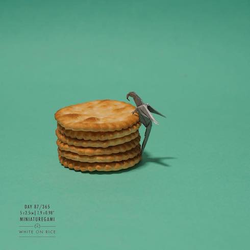 クラッカーとオウムの写真