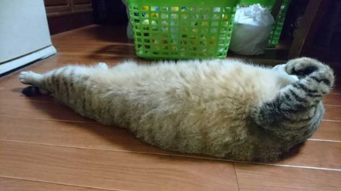 謎の生物 猫 アザラシ