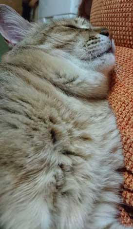 謎の生物 猫 アザラシ