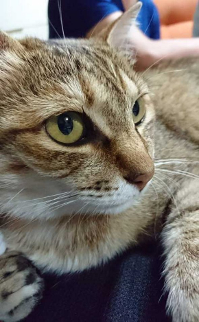 謎の生物 猫 アザラシ