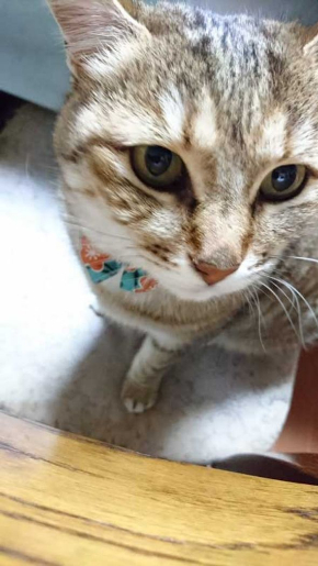 謎の生物 猫 アザラシ