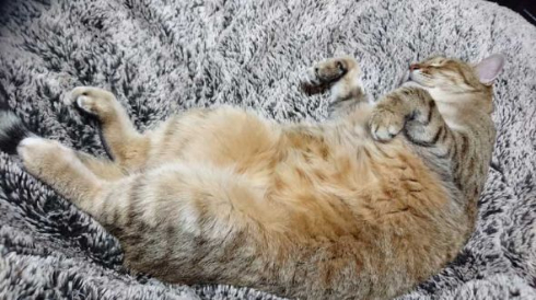 謎の生物 猫 アザラシ