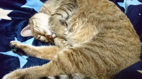 謎の生物 猫 アザラシ