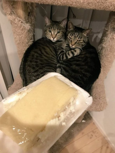 兄弟をかばう猫