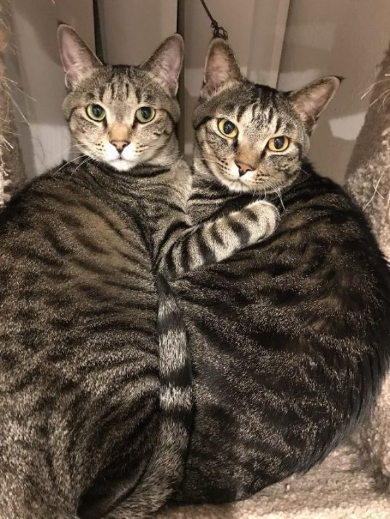 兄弟をかばう猫