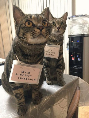 兄弟をかばう猫