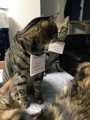 兄弟をかばう猫