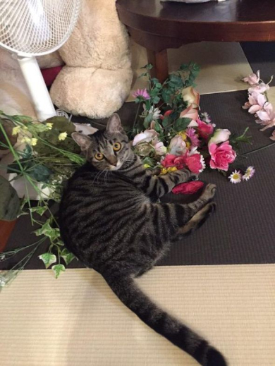 兄弟をかばう猫