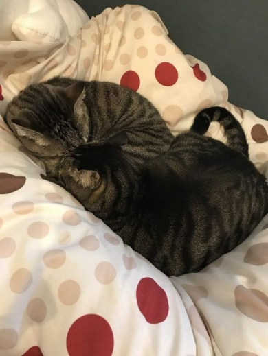 兄弟をかばう猫