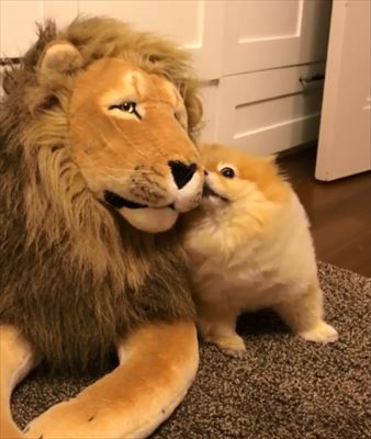 犬