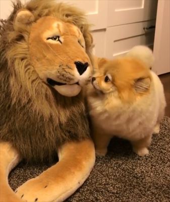 犬