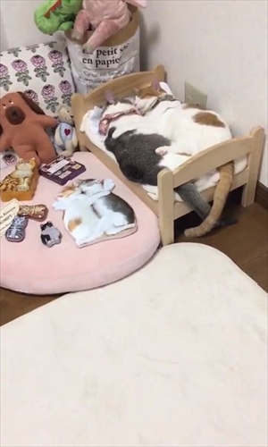 アメカヌちゃん