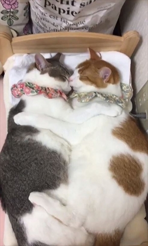 ベッド 猫