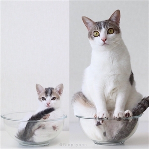 アメカヌちゃん