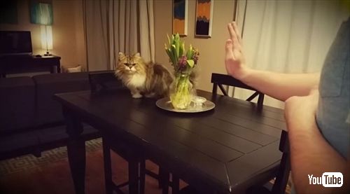 ハイタッチをする猫ちゃん