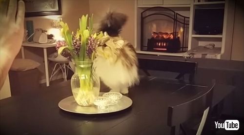 ハイタッチをする猫ちゃん