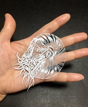 オウムガイ 切り絵