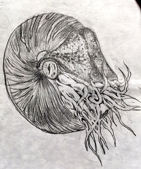 オウムガイ 切り絵