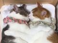 しあわせもいっぱい詰まってる　ベッドの上でぎゅうぎゅうで眠る双子の猫ちゃんがいとおしい
