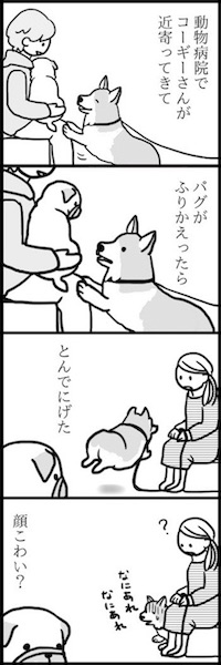 めー語 よしこ パグ