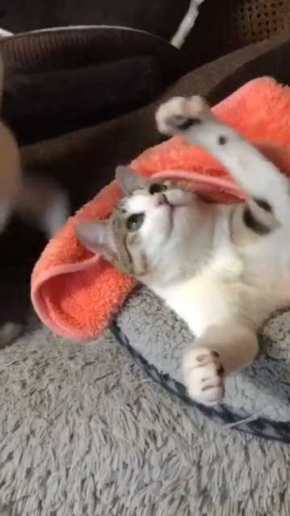 猫 ぺしっ 叩かれる 顔