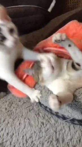 猫 ぺしっ 叩かれる 顔