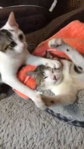 猫 ぺしっ 叩かれる 顔