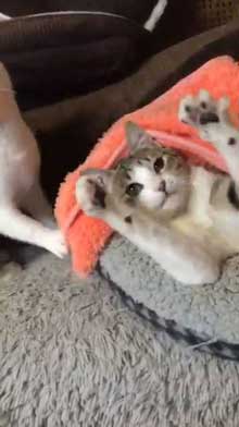 猫 ぺしっ 叩かれる 顔