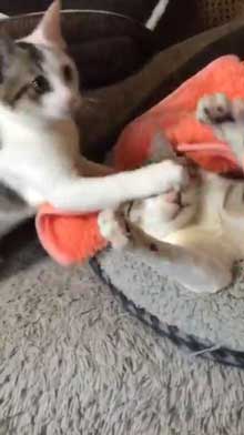 猫 ぺしっ 叩かれる 顔