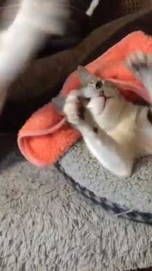 猫 ぺしっ 叩かれる 顔