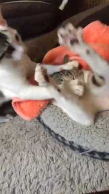 猫 ぺしっ 叩かれる 顔