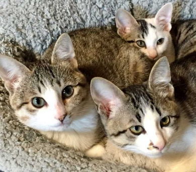 猫 ぺしっ 叩かれる 顔