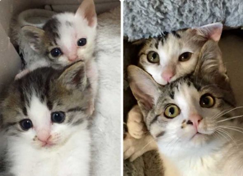 猫 ぺしっ 叩かれる 顔