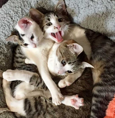 猫 ぺしっ 叩かれる 顔