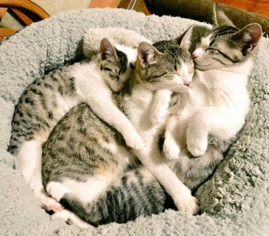 猫 ぺしっ 叩かれる 顔