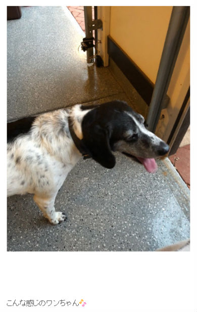 ダルビッシュ有 シカゴ・カブス 野球 犬 保護 バーベキュー