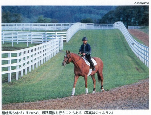 種馬の人生