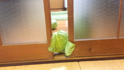 キャベバンバン 日清食品 猫バンバン U.F.O