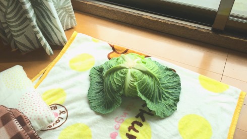 キャベバンバン 日清食品 猫バンバン U.F.O