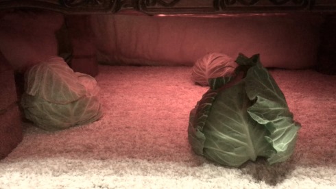 キャベバンバン 日清食品 猫バンバン U.F.O